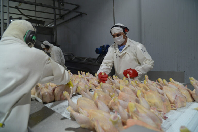 2_pollo_dsc_0051