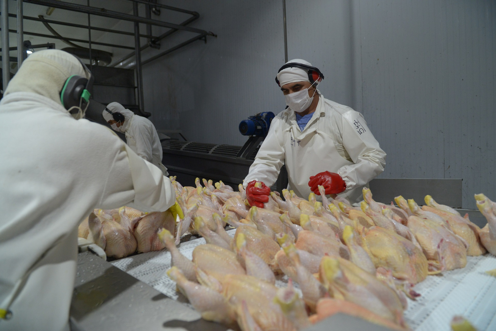 2_pollo_dsc_0051